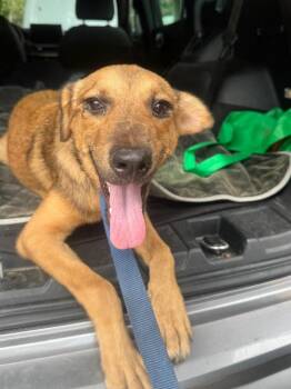 Chiquis -  Foxhound and Carolina Dog Dog for Adoption in Ramona, California - Chiquis | PetCurious
