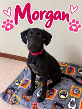 Morgan -  Labrador Retriever Dog for Adoption in Douglas, Massachusetts - Morgan | PetCurious