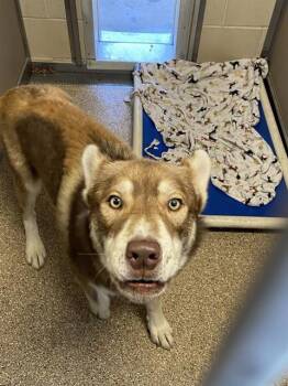 TUKA -  Siberian Husky and Mixed Breed Dog for Adoption in Albuquerque, New Mexico - TUKA | PetCurious
