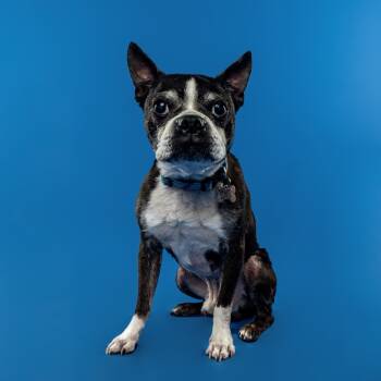 Rescue Boston Terrier Dogs for Adoption in Ferndale, Michigan - Granite | PetCurious