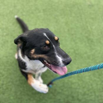 Lily 9672 -  Border Collie and Mixed Breed Dog for Adoption in Loxahatchee Groves, Florida - Lily 9672 | PetCurious