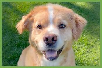 Sulley -  Australian Shepherd and Labrador Retriever Dog for Adoption in Amherst, Massachusetts - Sulley | PetCurious