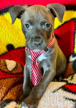 Kyro -  American Staffordshire Terrier and Labrador Retriever Dog for Adoption in Humble, Texas - Kyro | PetCurious