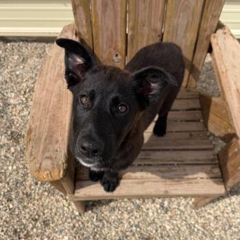 Doodad -  Black Labrador Retriever and Mixed Breed Dog Available for Adoption in Detroit Lakes, Minnesota - Doodad | PetCurious