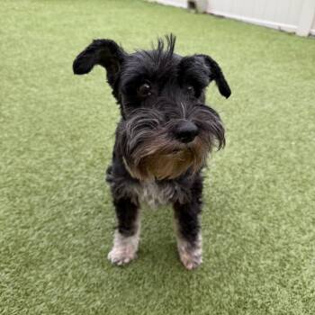 Schnauzer Dogs Available for Adoption - Arya | PetCurious