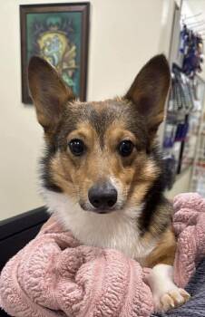 Corgi Dogs Available for Adoption in Syracuse, New York - Sergio | PetCurious