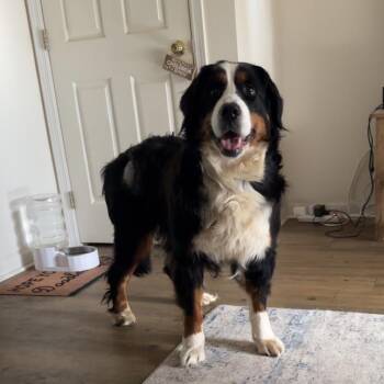 Bernese Mountain Dog Dogs Available for Adoption in Sinking Spring, Pennsylvania - Freya | PetCurious