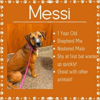 Messi -  Shepherd Dog for Adoption in Junction City, Kansas - Messi | PetCurious