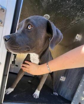 American Staffordshire Terrier Dogs Available for Adoption in San Antonio, Texas - SKITTLES | PetCurious