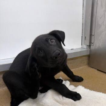 Ruger -  Shepherd and Mixed Breed Dog for Adoption in Corpus Christi, Texas - Ruger | PetCurious