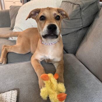 Velma reduced fee -  Labrador Retriever Dog for Adoption in Columbia, Maryland - Velma Reduced Fee | PetCurious