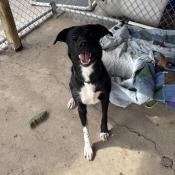 Sirius -  Australian Cattle Dog Blue Heeler Dog for Adoption in Jamestown, North Dakota - Sirius | PetCurious