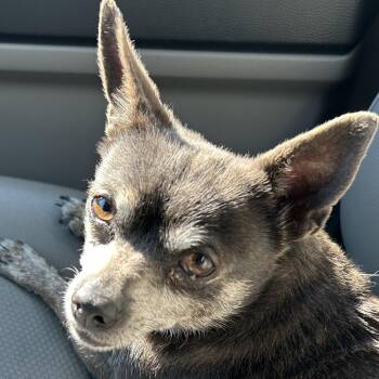Chihuahua Dogs Available for Adoption - Justice | PetCurious