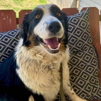 Australian Shepherd and Border Collie Dogs Available for Adoption - Hazel Talent | PetCurious