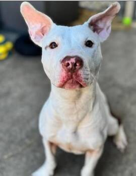 Terrier Dogs Available for Adoption in Hoffman Estates, Illinois - Mary Puppins | PetCurious