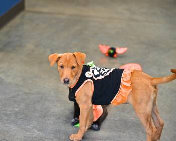 Rescue Labrador Retriever Dogs for Adoption - Sahara | PetCurious