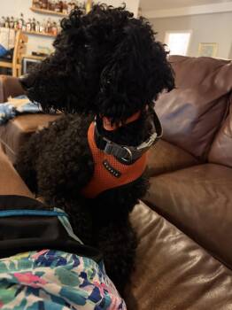 Bebe Bailey -  Standard Poodle Dog for Adoption in Milton, Georgia - Bebe Bailey | PetCurious
