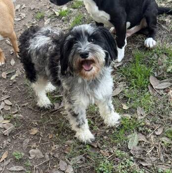 Schnauzer Dogs Available for Adoption - Mercedes- Tiny Princess | PetCurious