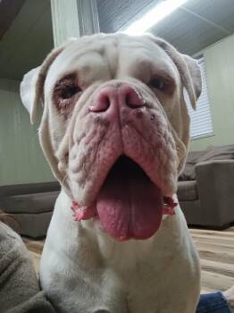 American Bulldog Dogs Available for Adoption - Mink | PetCurious