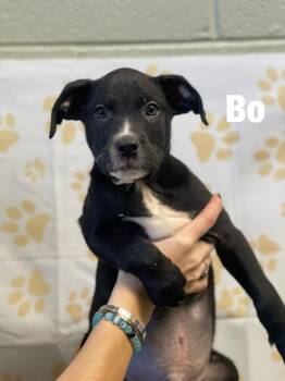 Ruko -  Pit Bull Terrier Dog for Adoption in Dickson, Tennessee - Ruko | PetCurious