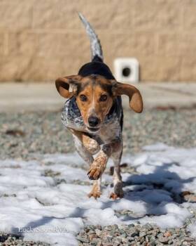 Bluetick Coonhound and Beagle Dogs Available for Adoption - Millie  | PetCurious