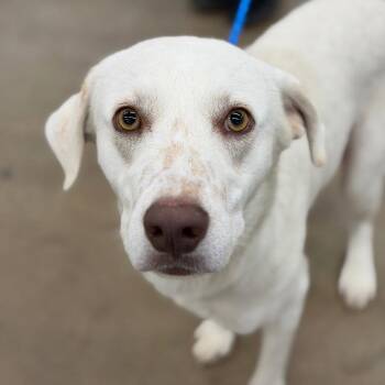 Mc Dreamy -  Labrador Retriever and Terrier Dog for Adoption in Bloomfield, Connecticut - Mc Dreamy | PetCurious