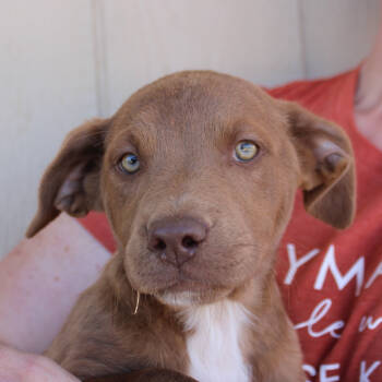 Rescue American Staffordshire Terrier Dogs for Adoption in Midland, Texas - Baby Ruth | PetCurious