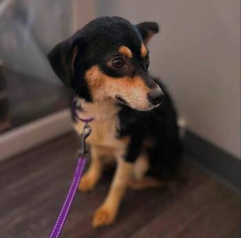 Tabby -  Corgi and Australian Shepherd Dog for Adoption in West Falls, New York - Tabby | PetCurious