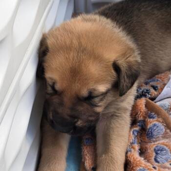 German Shepherd Dog and Pit Bull Terrier Dogs Available for Adoption - Bammer | PetCurious