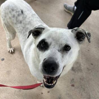 Australian Shepherd and Mixed Breed Dogs Available for Adoption in Shelby, North Carolina - CLIP-Stray-145 | PetCurious