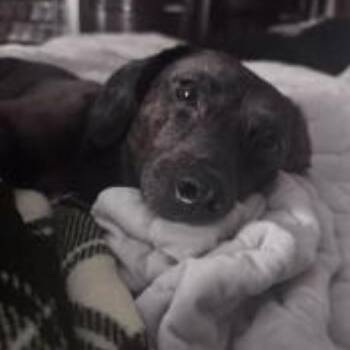 Dachshund Dogs Available for Adoption - Luca | PetCurious