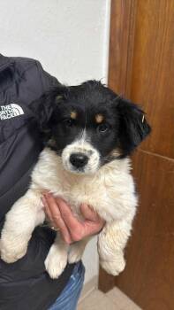 Rescue Border Collie Dogs for Adoption in Hartland, Wisconsin - Miso-Foster Home Needed | PetCurious