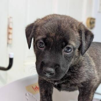 Chispas -  Mixed Breed Dog for Adoption in Leander, Texas - Chispas | PetCurious