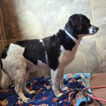 Mixed Breed and Spaniel Dogs Available for Adoption in Glenfield, New York - Capulin | PetCurious
