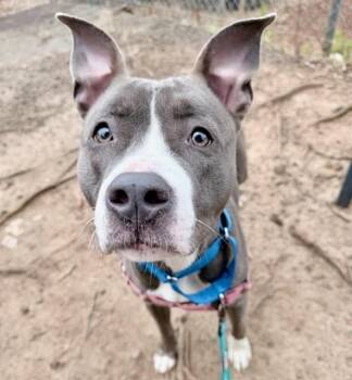 Pit Bull Terrier Dogs Available for Adoption - PIPPI LONGSTOCKINGS | PetCurious