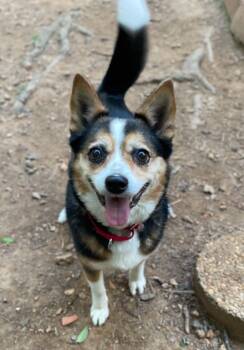 Luna -  Mixed Breed Dog for Adoption in Hopkinton, Massachusetts - Luna | PetCurious