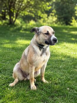SHADOW KING -  Anatolian Shepherd Dog for Adoption in Lucas, Texas - SHADOW KING | PetCurious