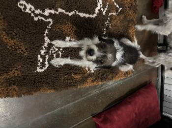 Jane -  Terrier Dog for Adoption in Council Bluffs, Iowa - Jane | PetCurious
