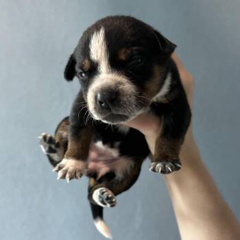 Tennessee -  Australian Cattle Dog Blue Heeler and Australian Shepherd Dog for Adoption in Tampa, Florida - Tennessee | PetCurious
