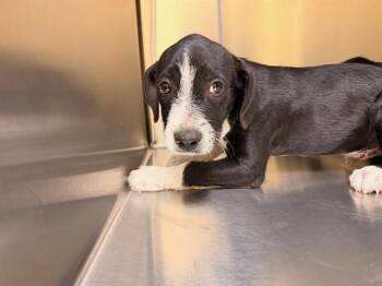 WALDO -  German Wirehaired Pointer and Labrador Retriever Dog for Adoption in Tustin, California - WALDO | PetCurious