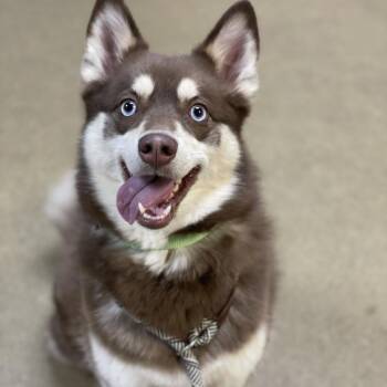 Mila -  Husky and Mixed Breed Dog for Adoption in Riverside, California - Mila | PetCurious