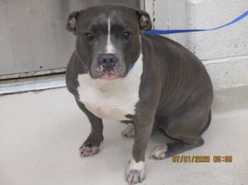 (107) -  Pit Bull Terrier Dog for Adoption in Marietta, Georgia - (107) | PetCurious