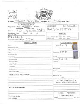 Terrier Dogs Available for Adoption in Springfield, Ohio - Honey Bee | PetCurious