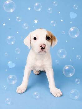 BUBBLES -  Labrador Retriever and Pit Bull Terrier Dog for Adoption - BUBBLES | PetCurious