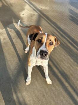 Pointer Dogs Available for Adoption in Johnson City, Tennessee - Dru/Baby | PetCurious