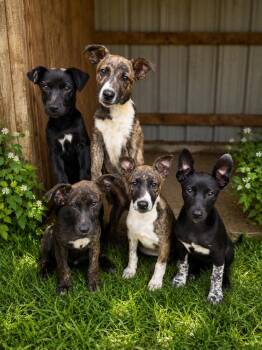 Parked -  Labrador Retriever and Pit Bull Terrier Dog for Adoption in Brownstown, Indiana - Parked | PetCurious