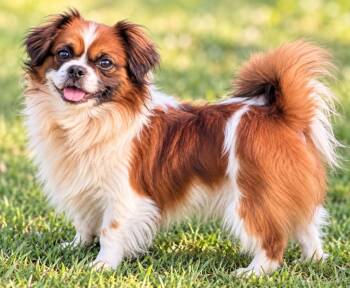 Rocco -  Tibetan Spaniel and Cavalier King Charles Spaniel Dog for Adoption in Hardeeville, South Carolina - Rocco | PetCurious