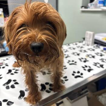 Mixed Breed Dogs Available for Adoption - Mickey | PetCurious