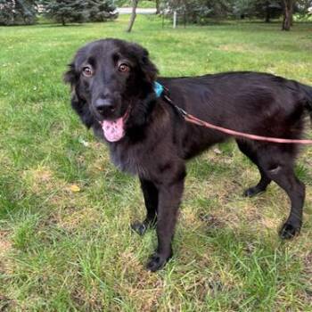 Esther -  Mixed Breed Dog for Adoption in Buffalo, Minnesota - Esther | PetCurious