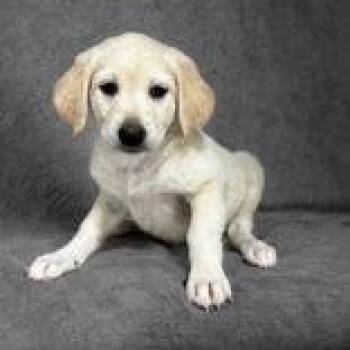 Zooble -  Labrador Retriever Dog for Adoption in Portsmouth, Ohio - Zooble | PetCurious